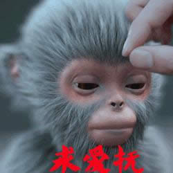 青云志小灰表情包 青云志小灰表情包