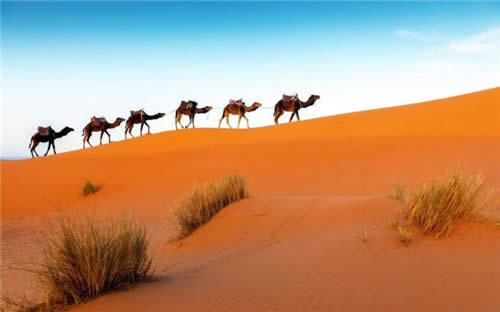 Win10壁紙集In the Desert上架!